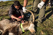 Biologist tagging anesthetized Iberian ibex (Capra pyrenaica), adult male.  Sierra Nevada National Park, Andalusia, Spain. May.
