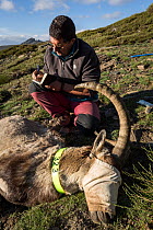 Biologist tagging anesthetized Iberian ibex (Capra pyrenaica), adult male.  Sierra Nevada National Park, Andalusia, Spain. May.