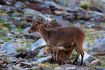 Iberian ibex (Capra pyrenaica) kid, aged two months, suckling from mother, at 2900m altitude.  Sierra Nevada National Park, Andalusia, Spain. July.