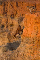 Iberian ibex (Capra pyrenaica), adult male, running down cliff while female watches.  Guadix depression, Spanish badlands, Andalusia, Spain. December.