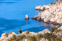 Iberian ibex (Capra pyrenaica), adult male, sitting above coastal cliff. Mediterranean coast, Andalusia, Spain. December.