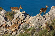 Iberian ibex (Capra pyrenaica), two pairs, on coastal cliff, during rutting season.  Mediterranean coast, Andalusia, Spain. December.