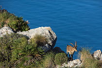 Iberian ibex (Capra pyrenaica), adult male, walking along coastal cliff.  Mediterranean coast, Andalusia, Spain. December.