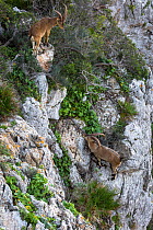 Two Iberian ibex (Capra pyrenaica), adult males, feeding along coastal cliffs.  Mediterranean coast, Andalusia, Spain. December.