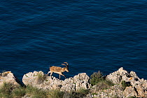 Iberian ibex (Capra pyrenaica), adult male, walking along coastal cliff. Mediterranean coast, Andalusia, Spain. December.