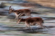 Two Iberian ibex (Capra pyrenaica) running across rocky terrain.  Sierra Nevada National Park, Andalusia, Spain. July.