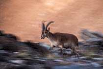 Iberian ibex (Capra pyrenaica) running across rocky terrain.  Sierra Nevada National Park, Andalusia, Spain. July.