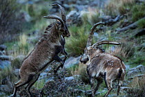 Two Iberian ibex (Capra pyrenaica), adult males, fighting.  Sierra Nevada National Park, Andalusia, Spain. April.