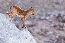 Iberian ibex (Capra pyrenaica) kid, aged two months, making its way down cliff, at 2900m altitude.  Sierra Nevada National Park, Andalusia, Spain. July.