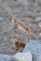 Two Iberian ibex (Capra pyrenaica) kids, aged two months, playing and jumping between rocks, at 2900m altitude.  Sierra Nevada National Park, Andalusia, Spain. July.