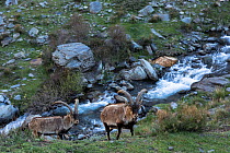 Two Iberian ibex (Capra pyrenaica), adult males, walking up from stream.  Sierra Nevada National Park, Andalusia, Spain. April.