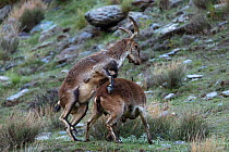 Two Iberian ibex (Capra pyrenaica), adult males, participating in dominance display, mounting each other.  Sierra Nevada National Park, Andalusia, Spain. April.