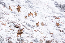Iberian ibex (Capra pyrenaica) mixed herd in snow covered landscape after snowfall.  Sierra Nevada National Park, Andalusia, Spain. January.