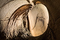 Iberian ibex (Capra pyrenaica), most represented species in rock art on wall of Cueva de la Pileta, dating back 10,000 years.   Andalusia, Spain. July.