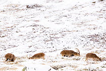 Iberian ibex (Capra pyrenaica) herd grazing in snow covered landscape after snowfall.  Sierra Nevada National Park, Andalusia, Spain. January.