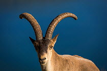 Iberian ibex (Capra pyrenaica), adult male, portrait, at 2900 m altitude.   Sierra Nevada National Park, Andalusia, Spain. July.