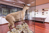Last specimen of Pyrenean subspecies, bucardo, of Iberian ibex (Capra pyrenaica) housed in museum.  Torla, Aragon, Spain. August.