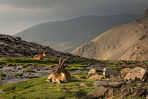 Two Iberian ibex (Capra pyrenaica), adult males, resting beside stream, at 2900m altitude.   Sierra Nevada National Park, Andalusia, Spain. July.