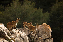 Iberian ibex (Capra pyrenaica), two adult females with kid aged between one and two months, climbing over rocks.  Sierra Nevada National Park, Andalusia, Spain. May.