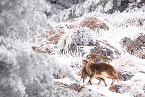 Iberian ibex (Capra pyrenaica), adult female with yearling, in snow covered landscape after snowfall.  Sierra Nevada National Park, Andalusia, Spain. February.