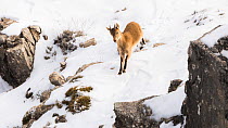 Iberian ibex (Capra pyrenaica) yearling making its way down snow covered slope.  Sierra Nevada National Park, Andalusia, Spain. February.