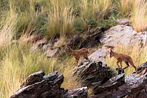 Iberian ibex (Capra pyrenaica) kids, aged between one and two months, climbing over rocks.  Sierra Nevada National Park, Andalusia, Spain. May.