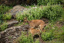 Iberian ibex (Capra pyrenaica) twins, aged between one and two months, suckling from mother.  Sierra Nevada National Park, Andalusia, Spain. May.