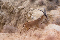 Iberian ibex (Capra pyrenaica), adult male, walking along cliff edge. Guadix depression, Spanish badlands, Andalusia, Spain. February.