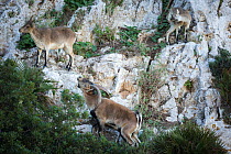 Iberian ibex (Capra pyrenaica), adult male, exhibiting flehmen response towards two females during rutting season on coastal cliffs.  Mediterranean coast, Andalusia, Spain. November.