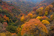 Autumn landscape of Dehesa del Camarate maple (Acer) forest.   Sierra Nevada National Park, Andalusia, Spain. October.