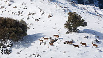Iberian ibex (Capra pyrenaica) mixed herd crossing mountain pass after snowfall.  Sierra Nevada National Park, Andalusia, Spain. February.