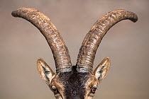 Iberian ibex (Capra pyrenaica), adult male, horns close up.  Sierra Nevada National Park, Andalusia, Spain. June.