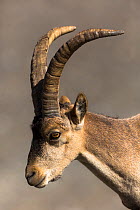 Iberian ibex (Capra pyrenaica), adult male, portrait.  Sierra Nevada National Park, Andalusia, Spain. June.