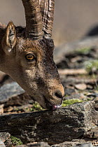 Iberian ibex (Capra pyrenaica), adult male, licking salt, at 2900m altitude.  Sierra Nevada National Park, Andalusia, Spain. July.