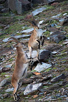 Two Iberian ibex (Capra pyrenaica), adult males, fighting.  Sierra Nevada National Park, Andalusia, Spain. July.