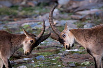Two Iberian ibex (Capra pyrenaica), adult males, fighting.  Sierra Nevada National Park, Andalusia, Spain. July.