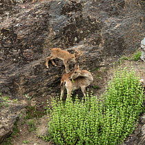 Iberian ibex (Capra pyrenaica), female, feeding while kid, aged between one and two months, pesters.  Sierra Nevada National Park, Andalusia, Spain. May.