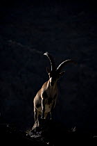 Iberian ibex (Capra pyrenaica), adult male, portrait, at 2900m altitude.  Sierra Nevada National Park, Andalusia, Spain. July.