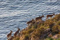 Iberian ibex (Capra pyrenaica) herd, all male, walking along coastal cliffs.  Mediterranean coast, Andalusia, Spain. December.