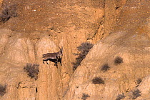 Iberian ibex (Capra pyrenaica), adult male, jumping between cliff faces.  Guadix depression, Spanish badlands, Andalusia, Spain. December.
