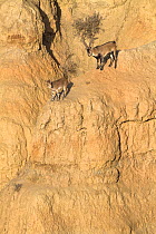 Iberian ibex (Capra pyrenaica), adult male, behind female atop cliff during rutting season.  Guadix depression, Spanish badlands, Andalusia, Spain. December.