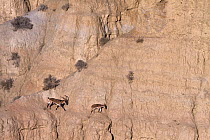 Iberian ibex (Capra pyrenaica), adult male, following female during rutting season. Guadix depression, Spanish badlands, Andalusia, Spain. December.