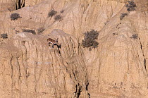 Iberian ibex (Capra pyrenaica), adult male, at top of cliff. Guadix depression, Spanish badlands, Andalusia, Spain. December.