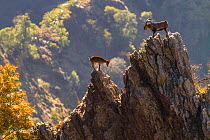 Iberian ibex (Capra pyrenaica), pair with male top right, during rutting season.  Sierra Nevada National Park, Andalusia, Spain. October.