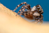 Jumping spider (Pseudeuophrys lanigera) portrait, Lucerne, Switzerland. Focus stacked. Cropped.