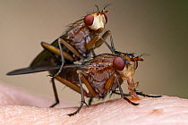 Marsh flies (Tetanocera sp.) mating pair, Lucerne, Switzerland. May.