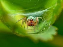 Green meshweaver spider (Nigma walckenaeri) male, resting in its web, Lucerne, Switzerland. September. Focus stacked.