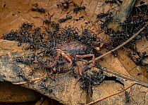 Army ants (Eciton sp.) swarm attacking a Scorpion (Tityus sp.), Osa Peninsula, Costa Rica.