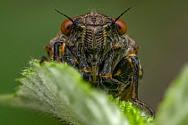 New Forest cicada (Cicadetta montana) resting on leaf, Lucerne, Switzerland. June. Focus stacked.