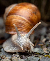 Roman snail (Helix pomatia) portrait, Lucerne, Switzerland. March.